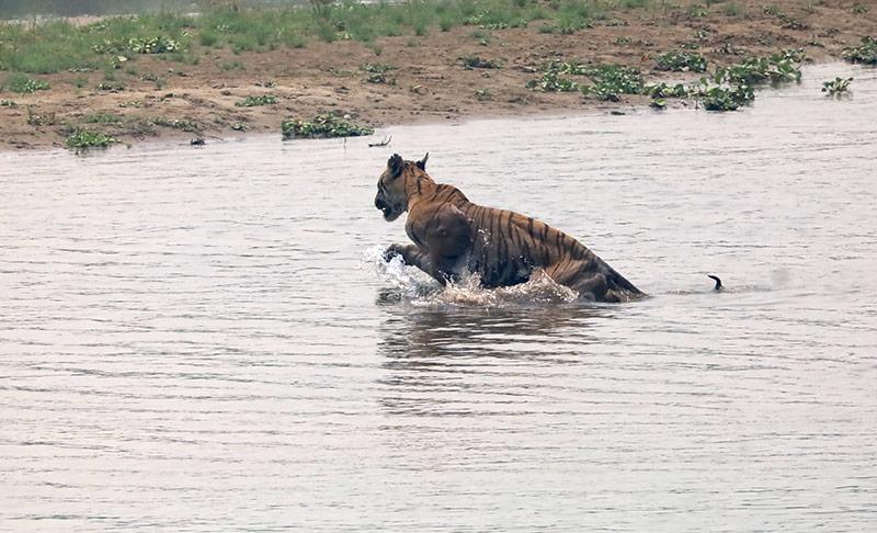 Royal bengal tiger crossing river
