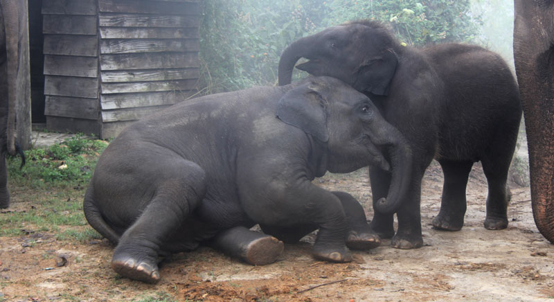 Chitwan Elephant breeding center