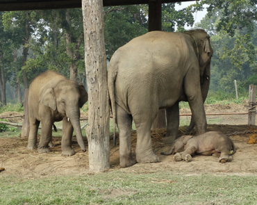 Elephant Breeding Center, Chitwan