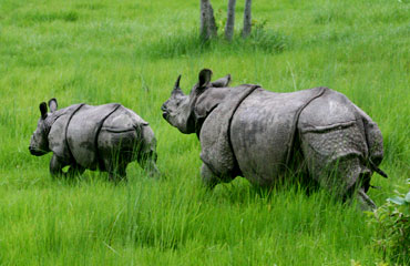 One horn Rhinos