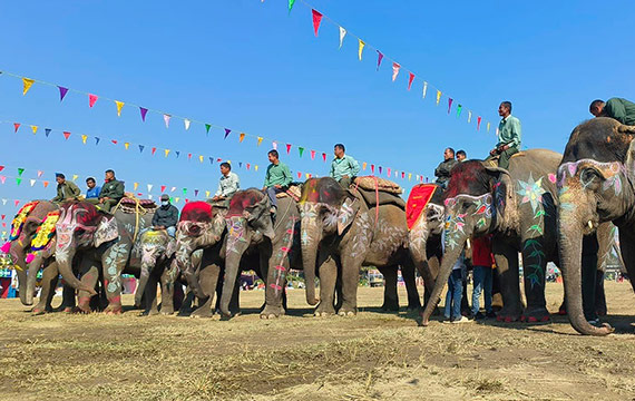 Elephant Festival 2023