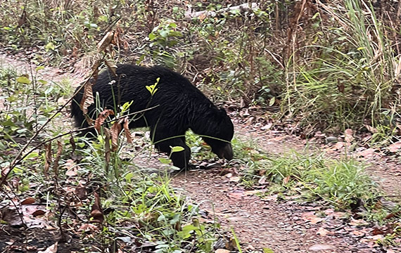 Animals to See on a Chitwan Jungle Safari