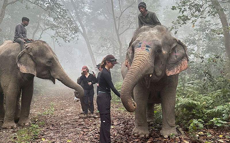 Walking with Elephant