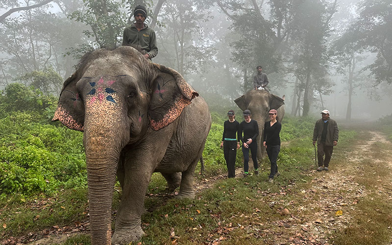 Walking with Elephant