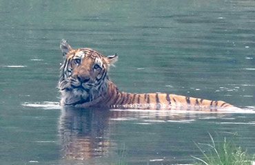 Tiger Tracking in Chitwan