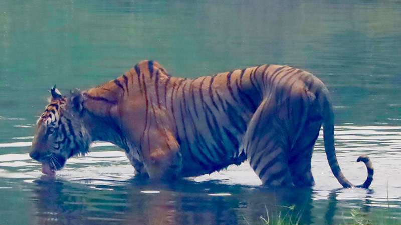 Royal Bengal Tiger